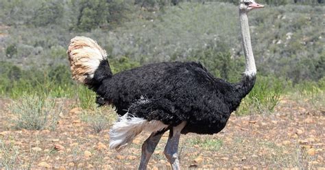  The Ostrich's Wisdom –  A Glimpse into Ancient Southern African Folklore!