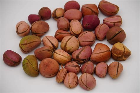  Quest For The Golden Kola Nut: A Tale Of Greed And The Consequences Thereof? 